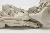Articulated, Fossil Oreodont (Miniochoerus) Skeleton - Wyoming #197374-12